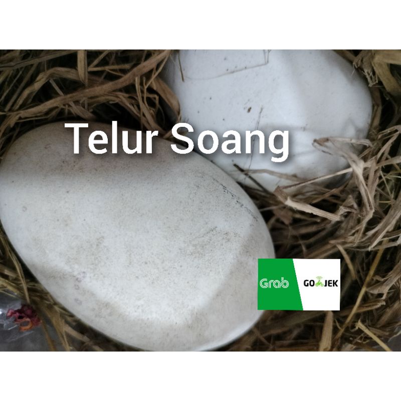 

TELUR ANGSA SOANG BUSUK
