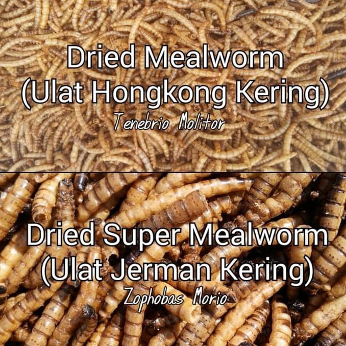 Dried Super Mealworm - Ulat Jerman Sugar Glider Burung Landak Mini