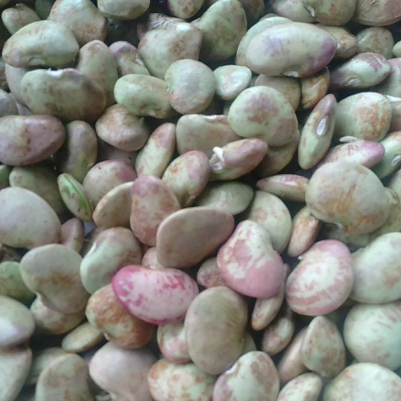 KORO~SAYUR KORO~KACANG KORO~BAHAN KORO 500gram