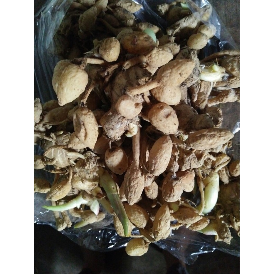 

Kunir putih murah Kunyit Putih Mungkul Basah 1 kg