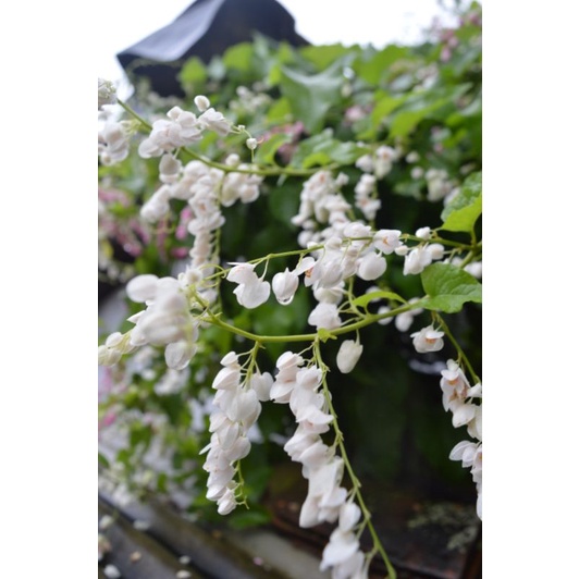 biji bunga air mata pengantin AMP mix warna pink dan putih