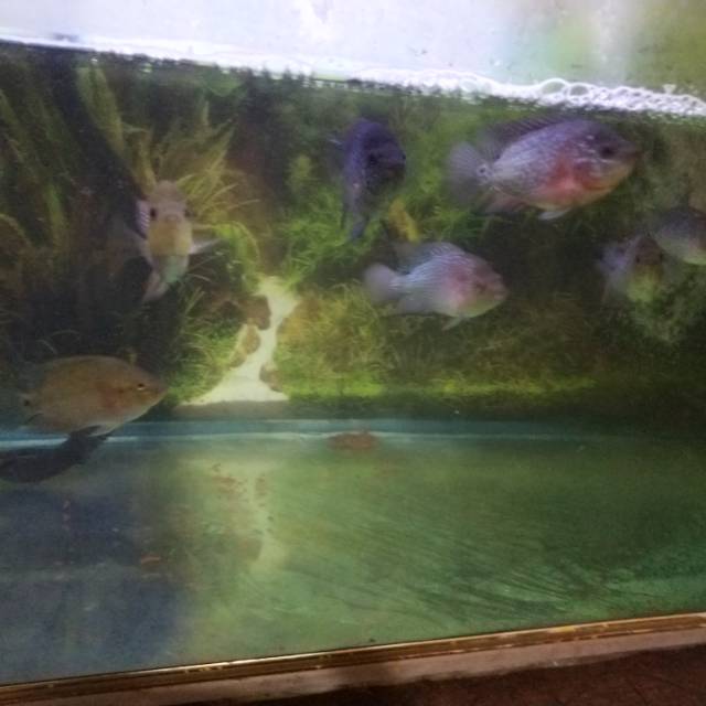 Ikan Louhan Burayak Gb