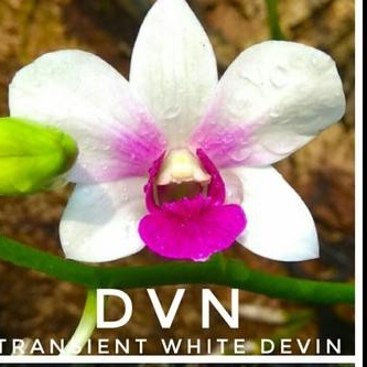 anggrek dendrobium dvn