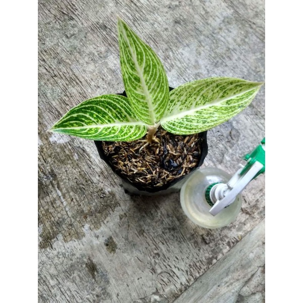 aglonema legacy white baby