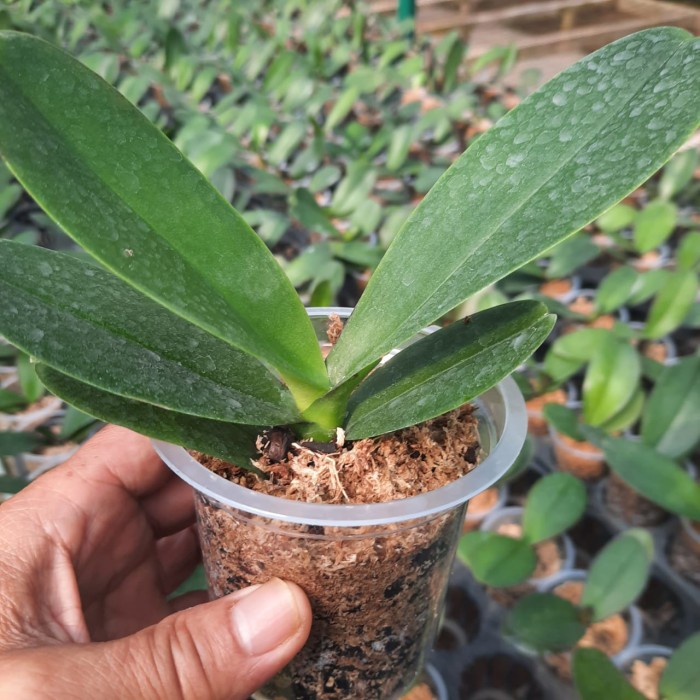 Anggrek Bulan Remaja