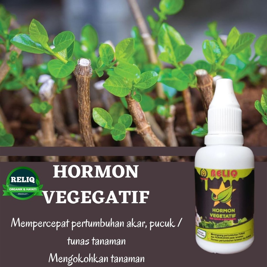RELIQ Zpt Hormon Penumbuh Akar Stek Cangkok, Hormon Tanaman Fase Vegetatif