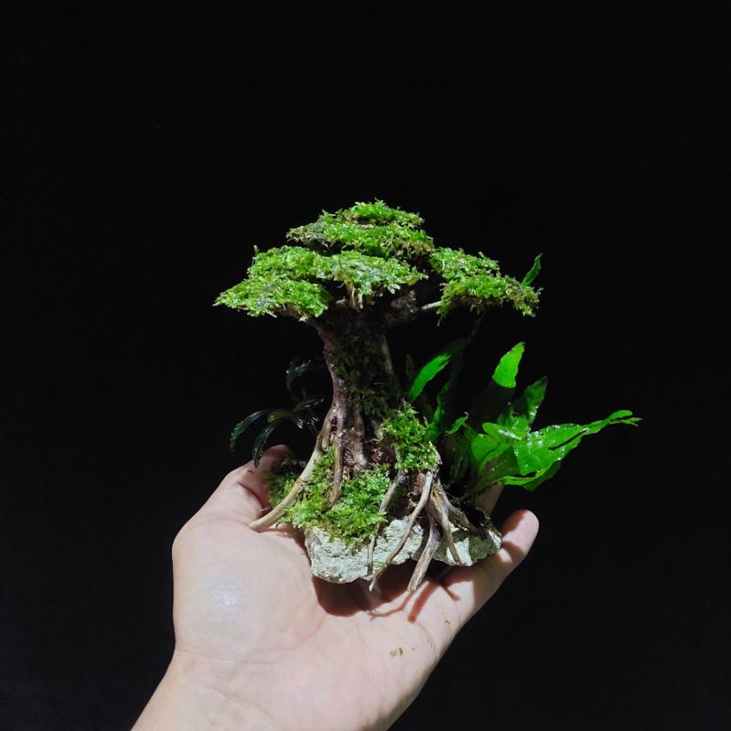 Bonsai Aquascape Mini