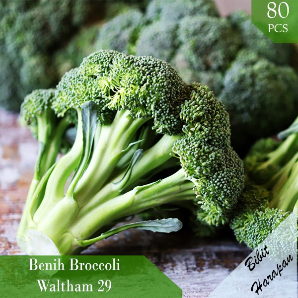Benih Bibit Biji Sayur Brokoli Waltham 29 Sayuran Brocooli Brokoli