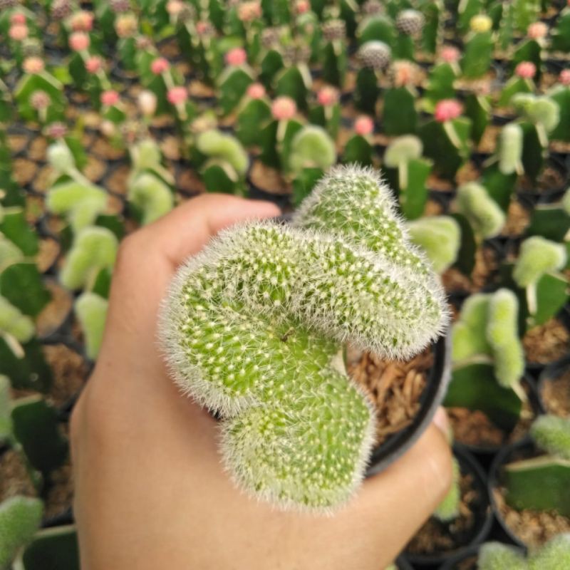 kaktus chamaecereus cristata