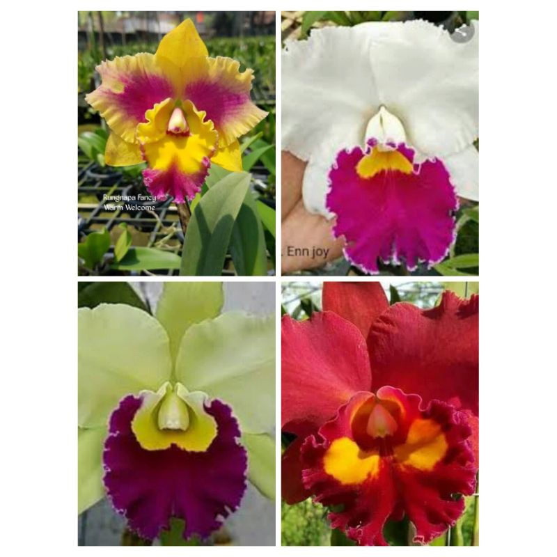 catleya kondisi dewasa