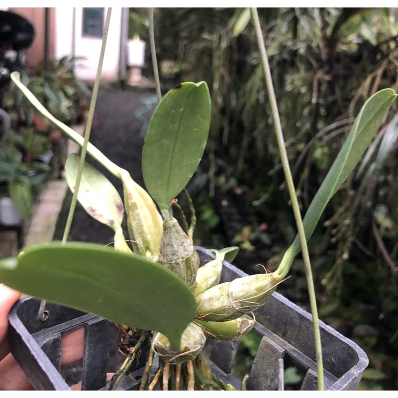 Dendrobium Agregatum