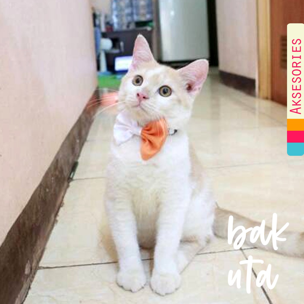 Aksesoris dasi kupu-kupu murah untuk kucing size kitten adult