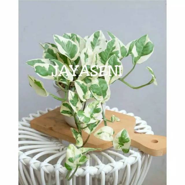 Tanaman Hias Sri Gading Enjoy