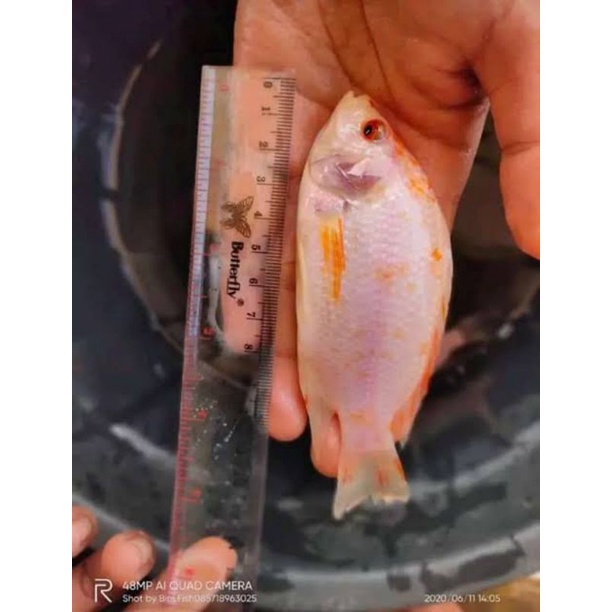 ikan nila 2jari