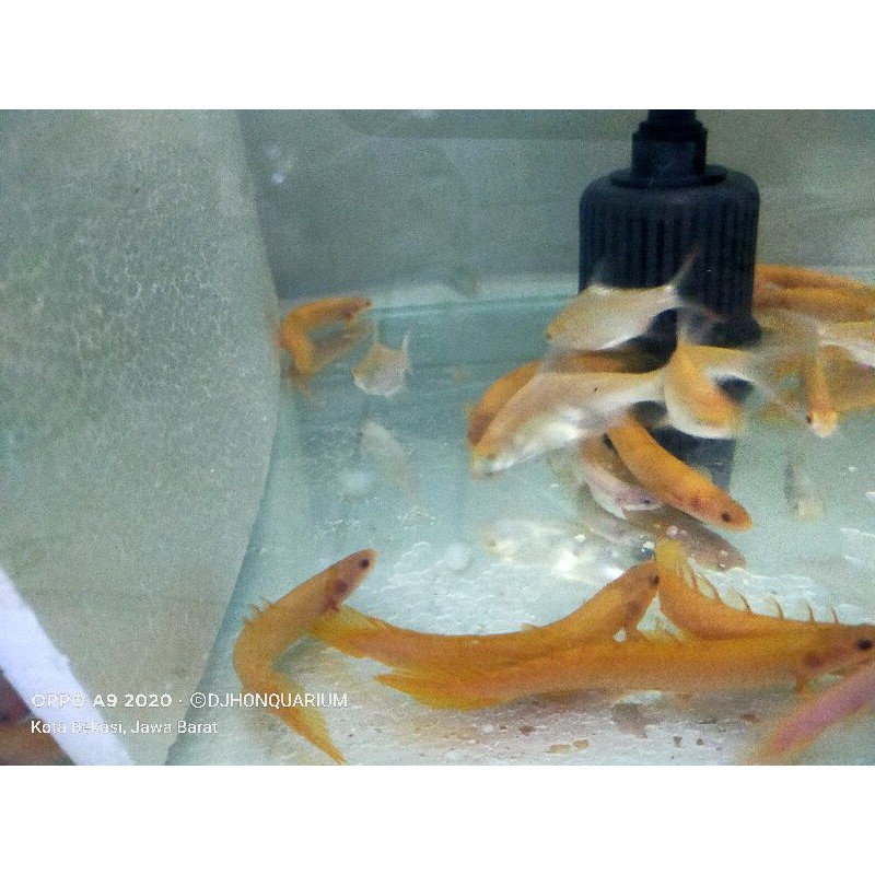 terlaris palmas albino size L 12-13CM