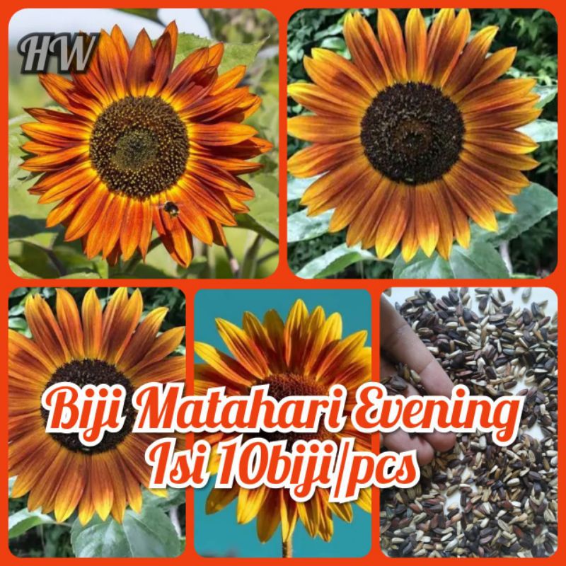 Benih bunga matahari