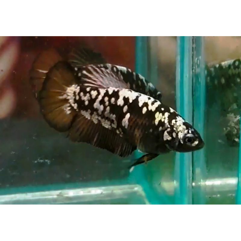 IKAN CUPANG HIAS SEPASANG AVATAR GOLD COPER  TOP GRADE TERMURAH PREMIUM SE-INDONESIA