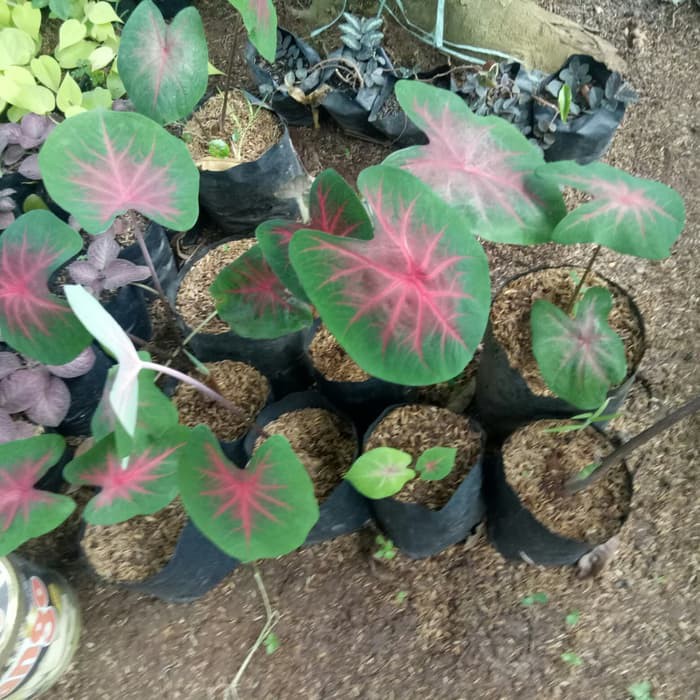 Tanaman Hias Keladi Spider Red Keladi Merah Shopee Indonesia