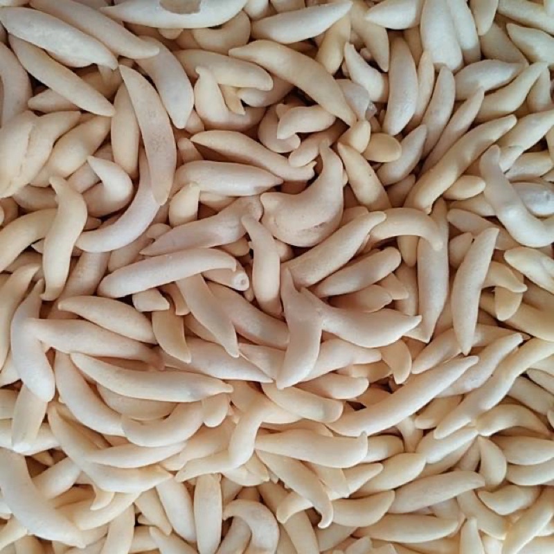 

TELUR GABUS