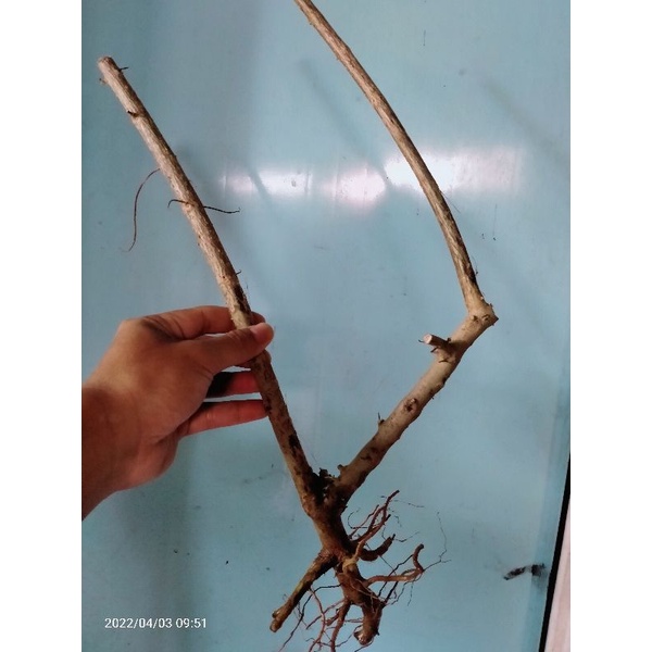 bahan bonsai dongkelan sancang 11