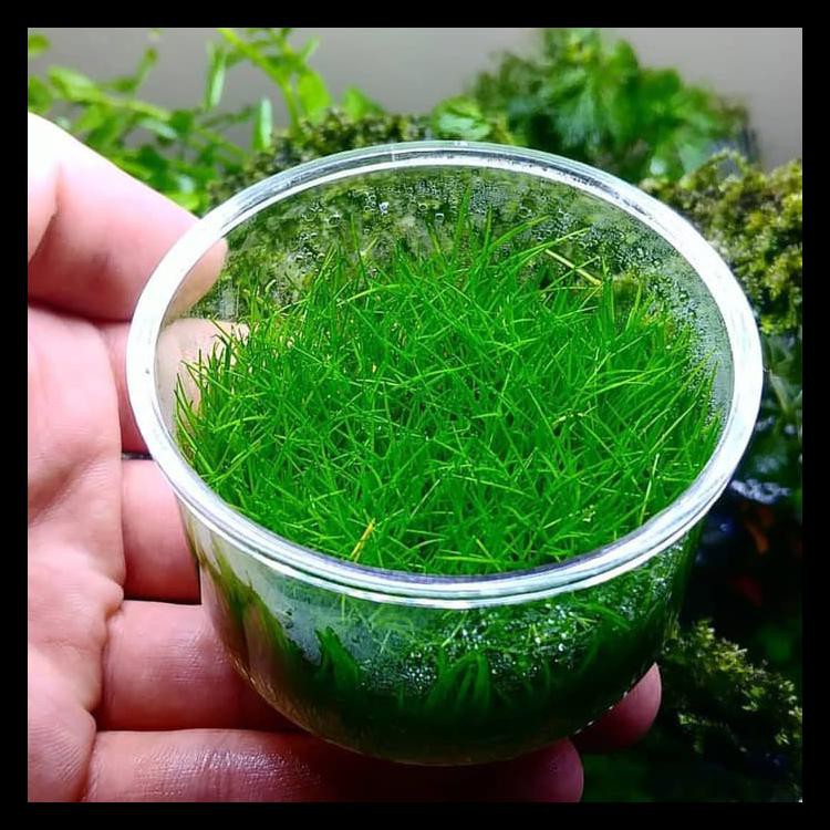 MURAH TANAMAN AQUASCAPE DWARF HAIRGRASS CUP PALING LAKU