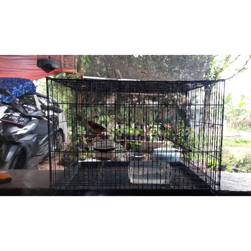 kenari jantan gacor dor