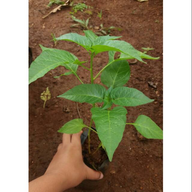 

Tanaman Cabai Merah Super Pedas/ Cabe Setan