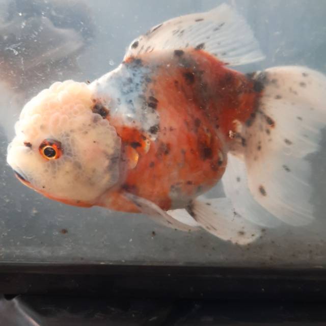 Ikan koki panca warna