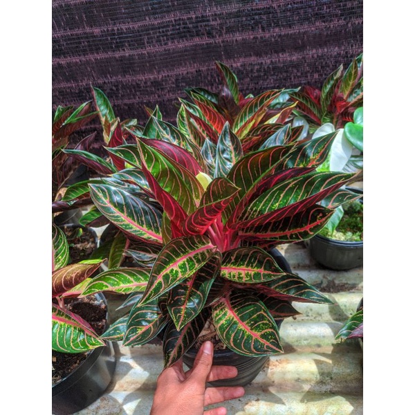 Aglonema Red Sumatra Bibit Anakan Remaja Pride of Sumatra Ori Real Pict