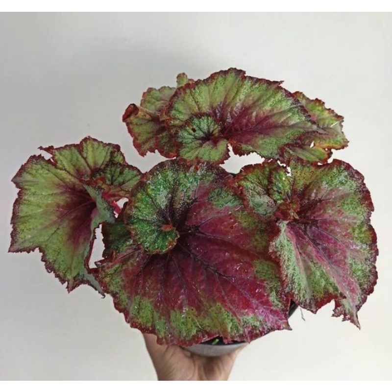 Begonia Keong Merah (Big Size)