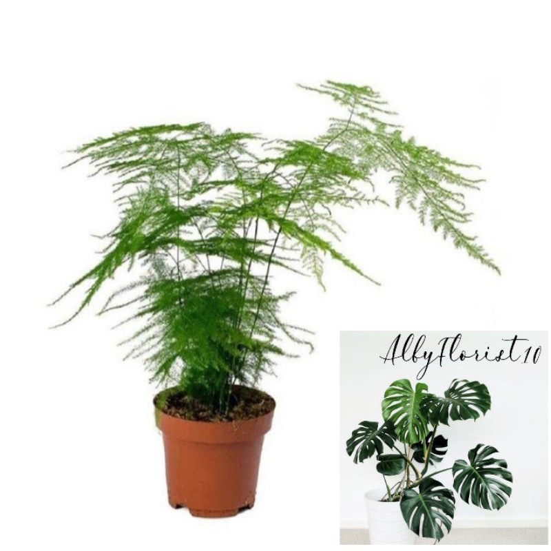 Tanaman Hias Asparaga Fern/Asparagus Fern