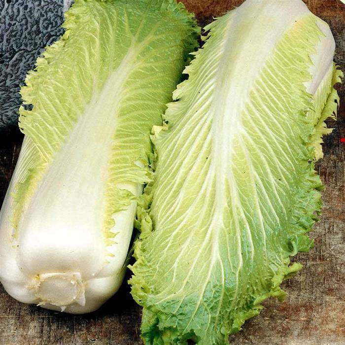 Benih Bibit Biji - Chinese Cabbage Michihili Napa Cabbage Kubis Cina Sawi Putih Seeds - IMPORT