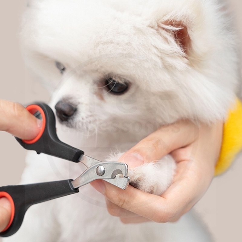 Guting Kuku Kucing Atau Anjing Kecil Aksesoris Kecantikan Hewan Peliharaan Berbahan Stainless Steel  Alat Perawatan Kuku Gunting Kuku Hewan Peliharaan