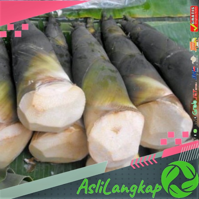 

Paket 1kg rebung bambu muda