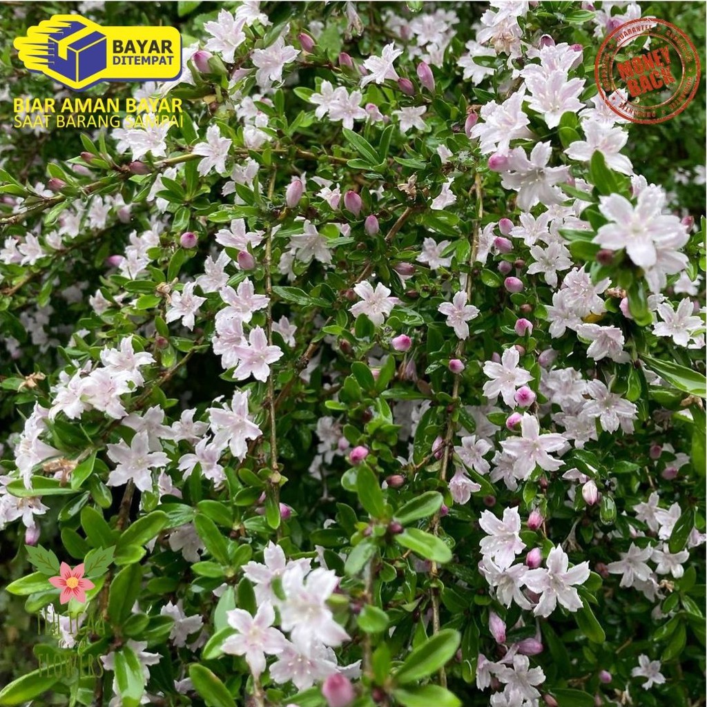 Bibit Bahan Bonsai Seribu Bintang Tanaman Hias Seribu Bintang Bunga Putih Bunga Serbin / Seribu bntg