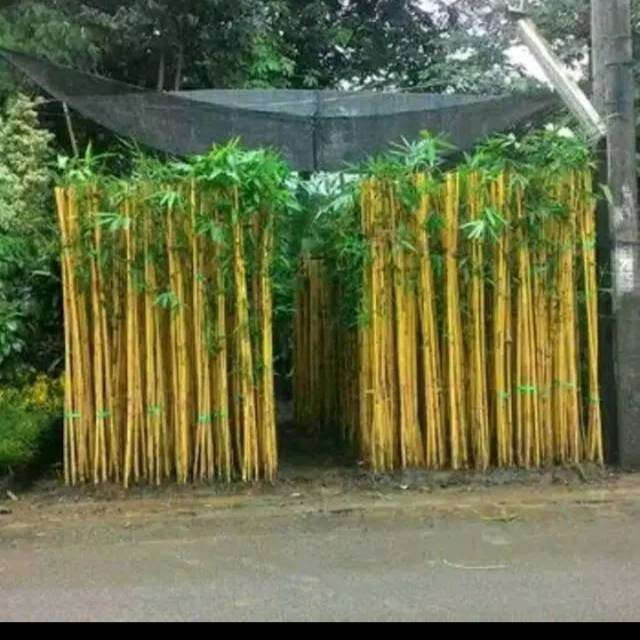 Bambu kuning bambu panda asli