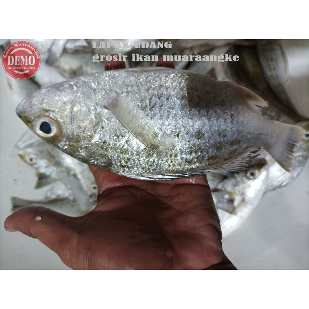 

Ikan Kakap Putih Segar Ikan Segar Kakap Grit Ikan Fresh Laut Kualitas GARANSI SEGAR