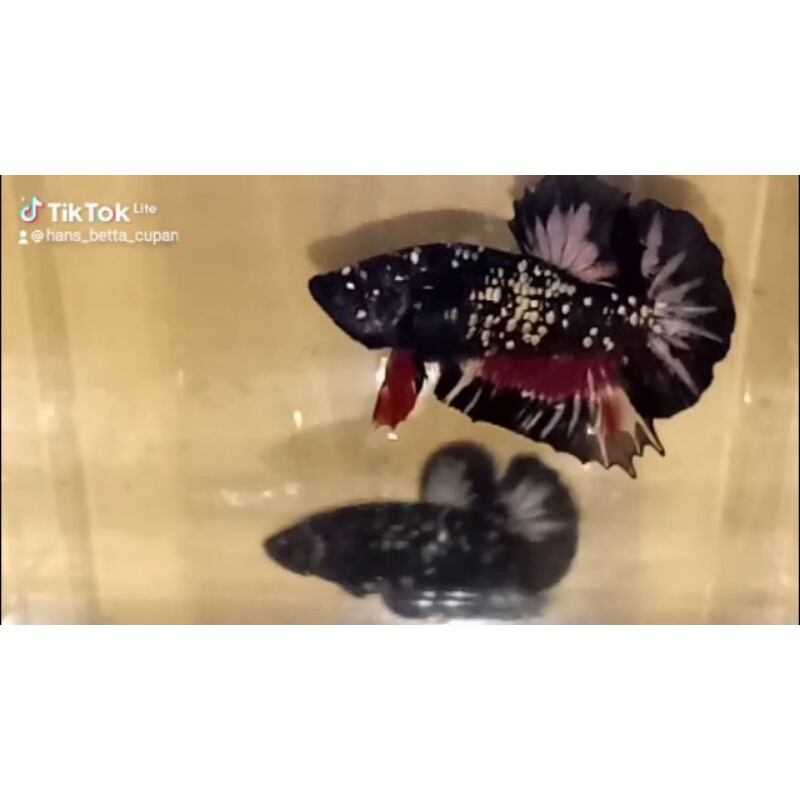 Ikan Cupang Jantan Avatar Cooper Gold