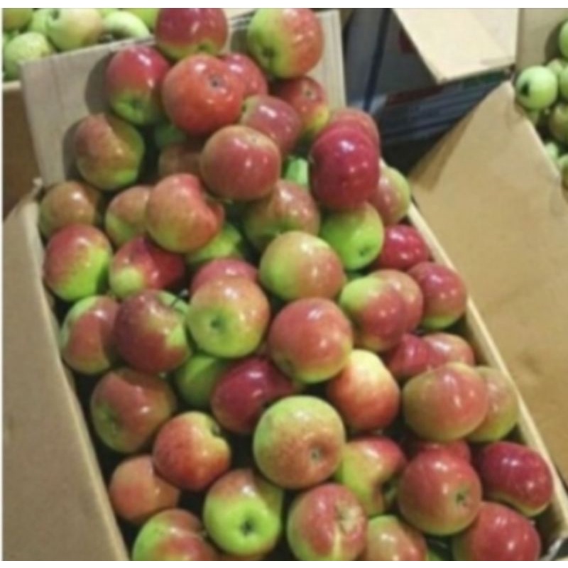 

Buah apel malang 1 kg fresh