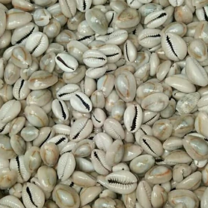 

Promo biji congklak dari kerang isi100 /bungkus Diskon