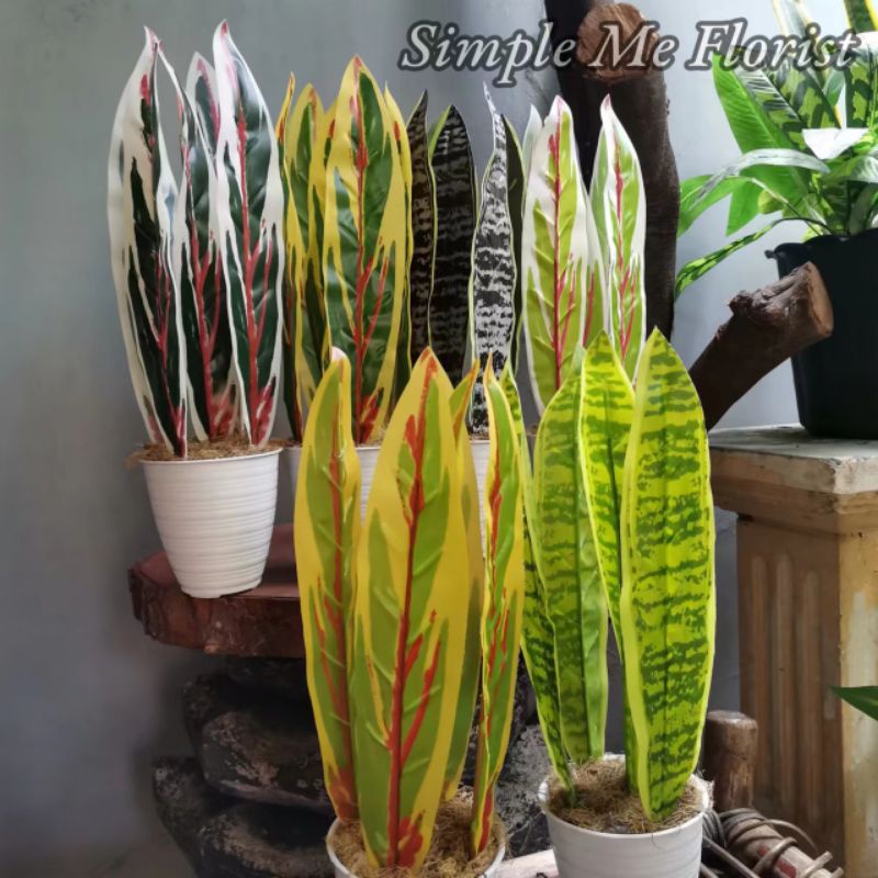 Tanaman Hias Daun Plastik Lidah Mertua Dan Pot Mini