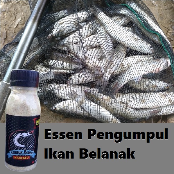 Essen ikan belanak