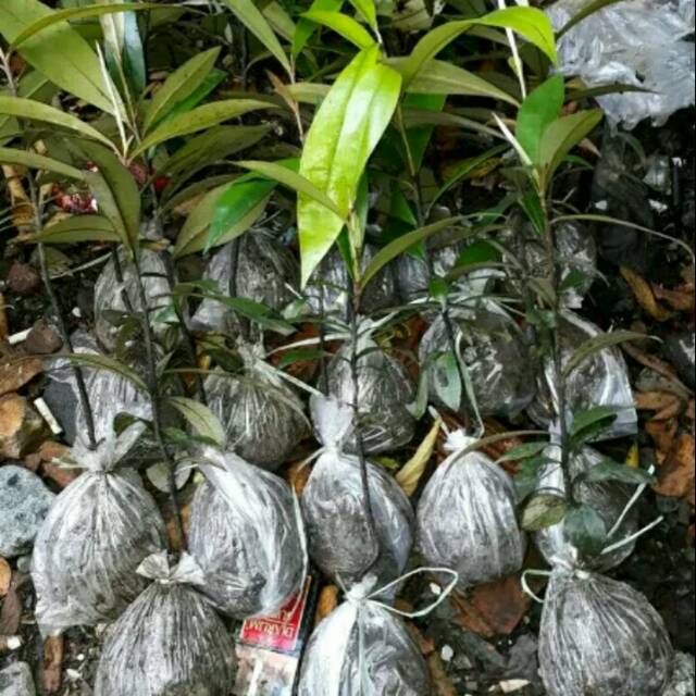 Bibit pohon kayu eboni