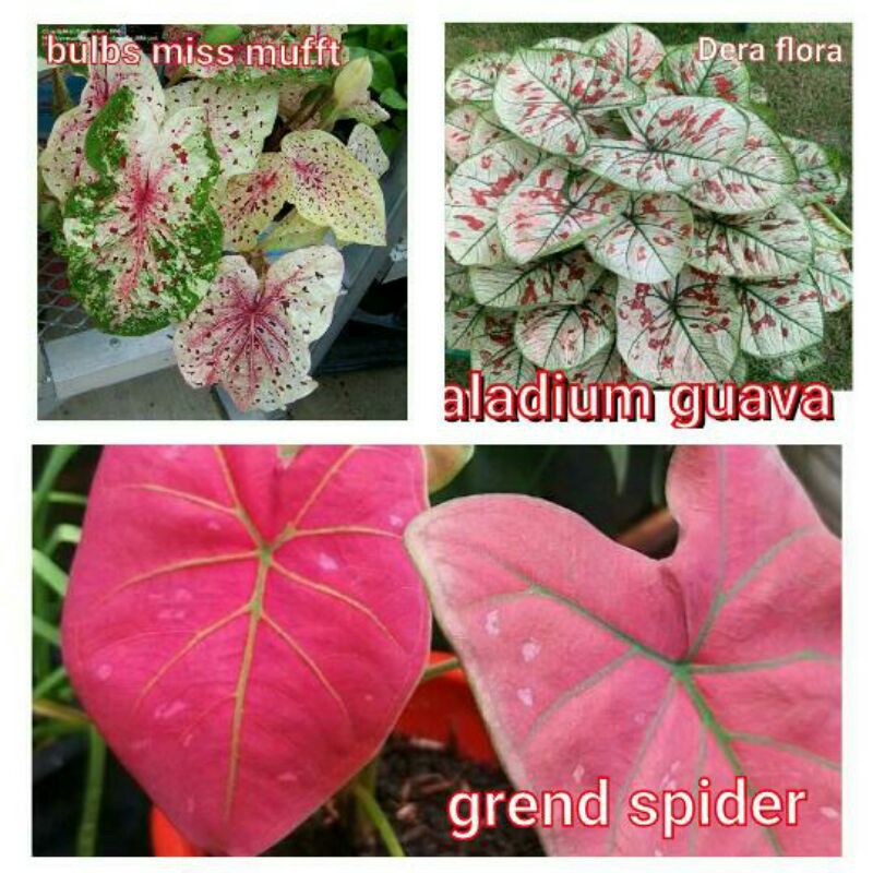 tanaman hias umbi caladium thailand keladi hias