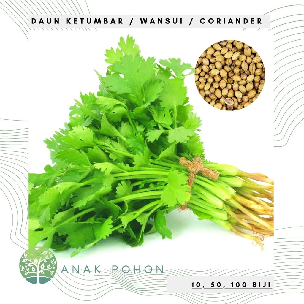 Benih Bibit Biji - Daun Ketumbar Coriander Cilantro Wansui (Coriandrum sativum) Seeds - Panen Dalam 90 HST