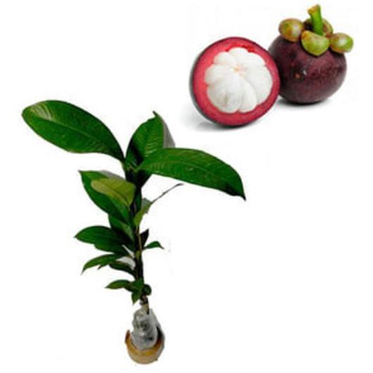 Esc Bibit Buah Manggis Biji Kecil Unggulan