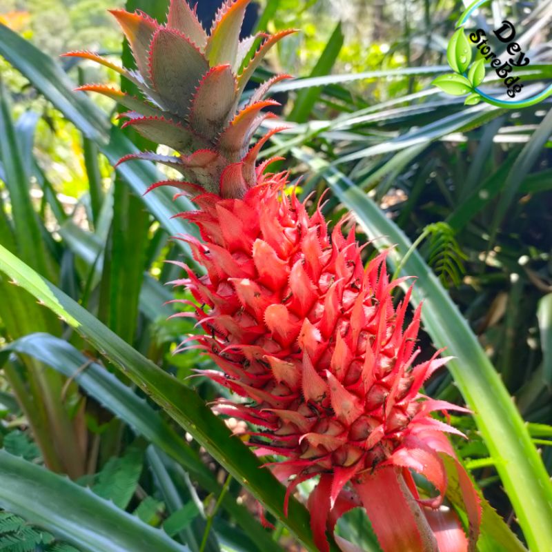 

Nanas merah Nanas hutan segar 1 Kg