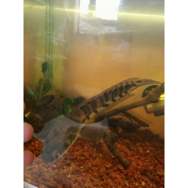 Chana Maru Yellow Sentarum Ukuran 20-22cm