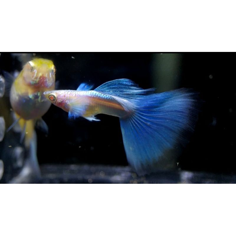 Ikan hias Guppy Sky blue