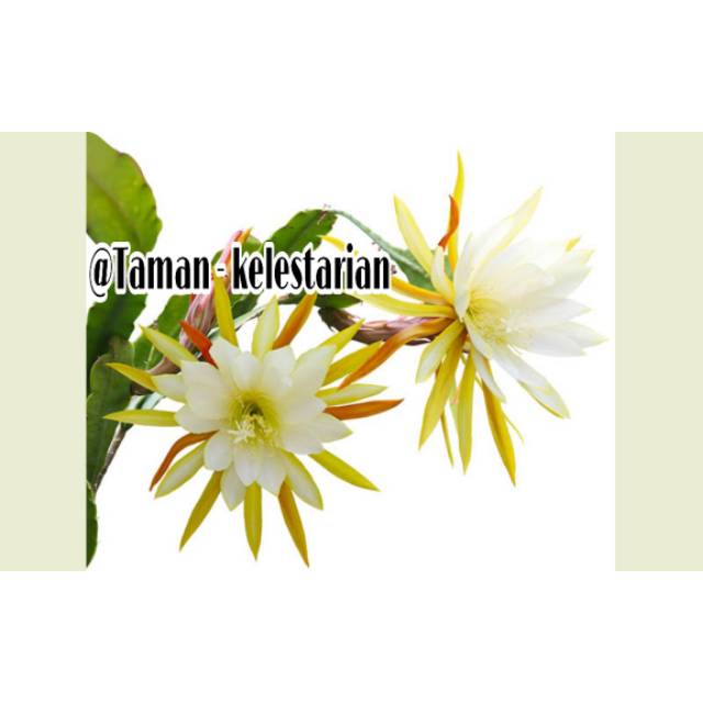 Taman wijaya kusuma Bunga putih - kuning - oren HYBRID - BIBIT wijaya kusuma
